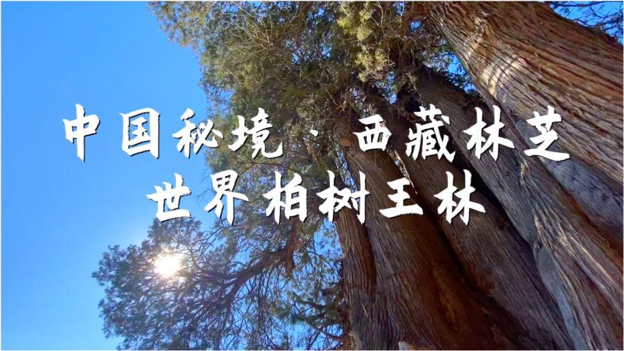 深度了解谷歌的兼容模式怎么打开的红迪网平台